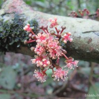 Litsea ligustrina (Nees) Fern.- Vill